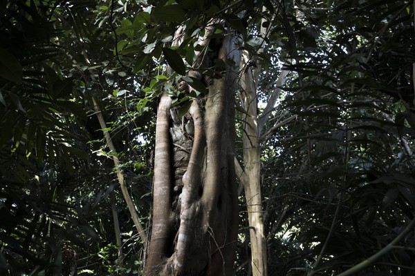 Guatemala, Petén