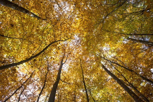 Goldener Oktober im Neckarland