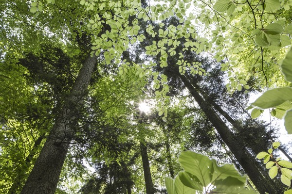 Naturnahe Tannen-Buchen-Mischwälder im Schwäbisch-Fränkischen Wald