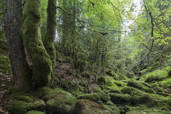 Verwunschenes Tonbachtal
