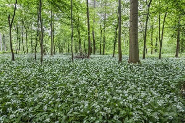 Blühender Bärlauchteppich im Auenwald