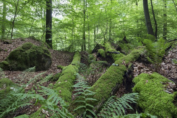 Wildnis am steilen Albtrauf