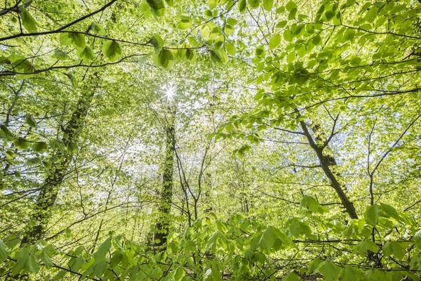 Buchenwald im Neckarland